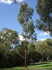 Eucalyptus viminalis httpsuploadwikimediaorgwikipediacommonsthu