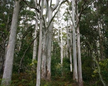 Eucalyptus viminalis GardensOnline Eucalyptus viminalis