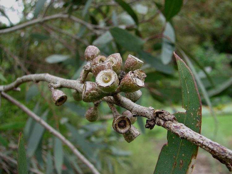 Eucalyptus walshii