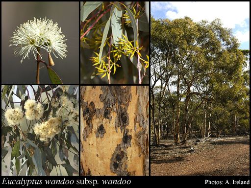 Eucalyptus wandoo Eucalyptus wandoo Blakely subsp wandoo FloraBase Flora of Western