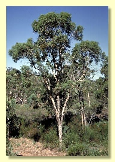 Eucalyptus wandoo httpswwwanbggovaucpbrcdkeyseuclid3eucli