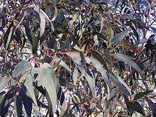 Eucalyptus wilcoxii httpsuploadwikimediaorgwikipediacommonsthu
