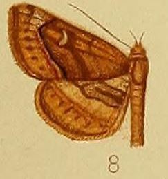 Eucampima coenotype