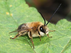 Eucera Eucera Wikispecies