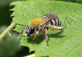 Eucera Eucera cordleyi Discover Life