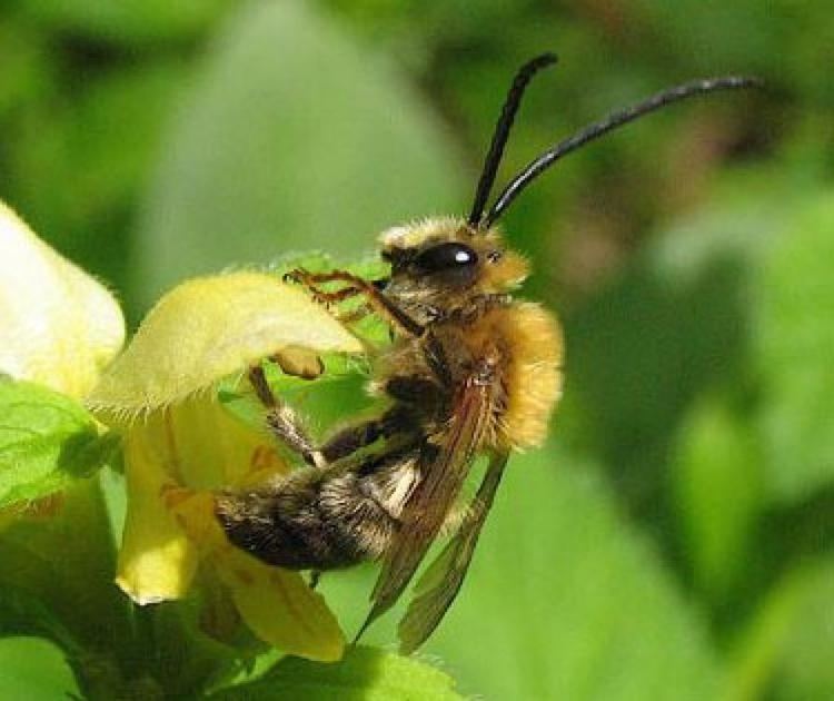 Eucera Eucera longicornis Linnaeus1758 BWARS