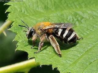 Eucera Eucera cordleyi Discover Life