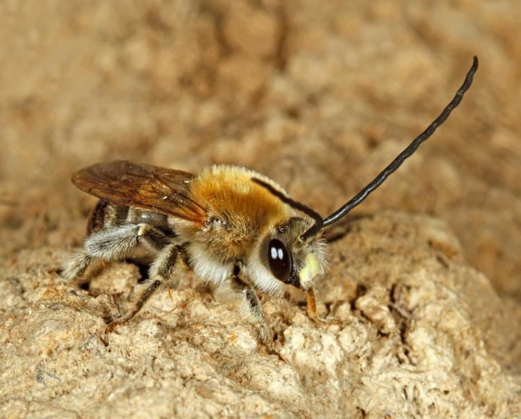 Eucera Eucera longicornis Linnaeus1758 BWARS