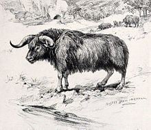 Euceratherium httpsuploadwikimediaorgwikipediacommonsthu