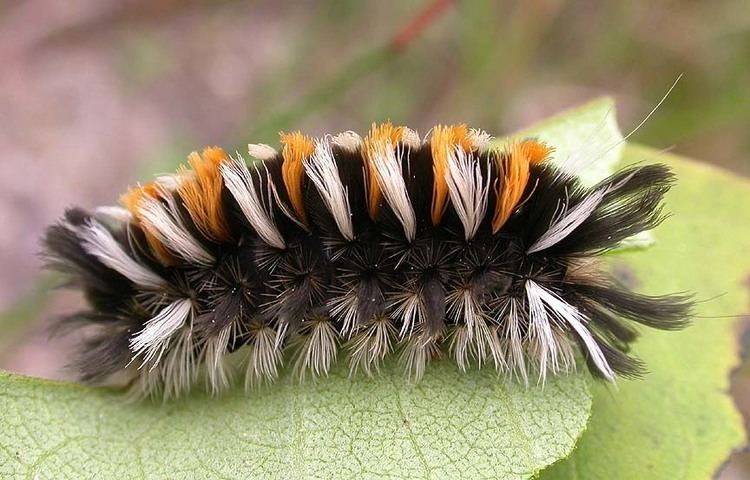 Euchaetes egle 1000 images about Milkweed Tussock Moth on Pinterest Leaves