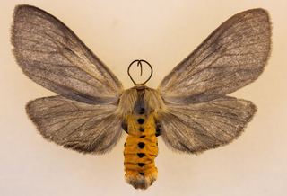 Euchaetes egle Euchaetes egle Milkweed Tussock Moth Discover Life
