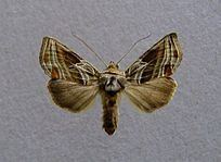 Euchalcia modestoides httpsuploadwikimediaorgwikipediacommonsthu