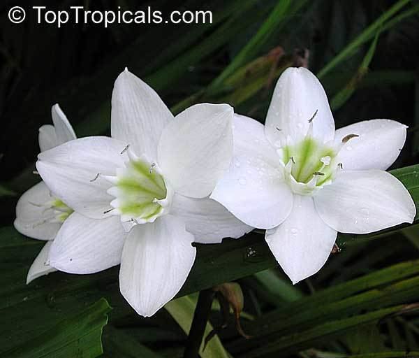 Eucharis × grandiflora httpstoptropicalscompicsgarden05n99226jpg
