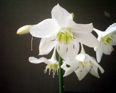 Eucharis amazonica Buy Eucharis amazonica online at Himalayan Gardens Ltd UK