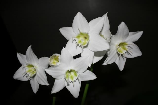 Eucharis amazonica Pacific Bulb Society Eucharis