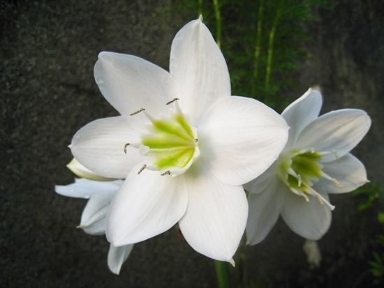 Eucharis amazonica Eucharist Lily Eucharis amazonica Typicalgardener39s Blog