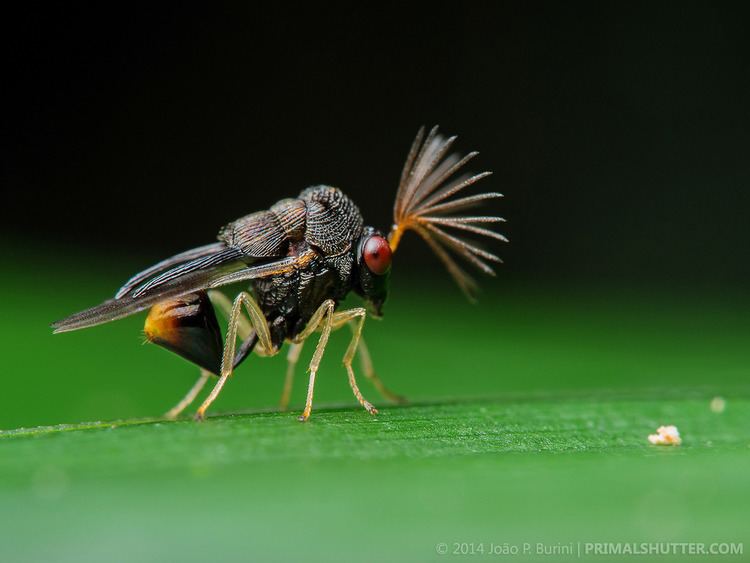 Eucharitidae Eucharitidae Parasitic wasp vespa parasita Joo P Burini Flickr