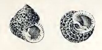Euchelus gemmatus