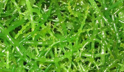 Eucheuma Seaweed Malaysia Eucheuma Cottonii Seaweed Nutrition Data and
