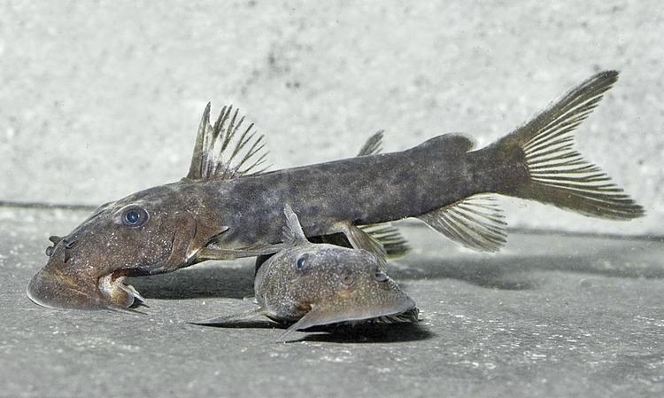 Euchilichthys