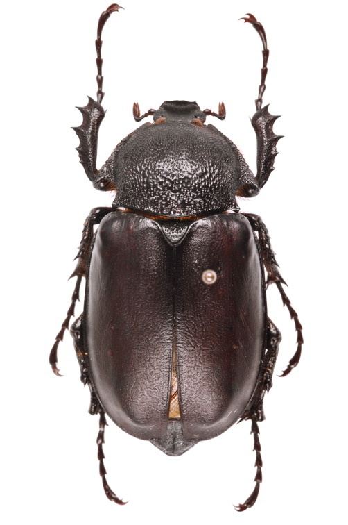 Euchirinae Systmatique A Visual Presentation of Euchirinae Coleoptera