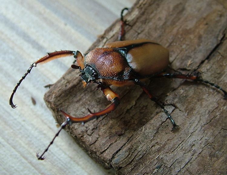 Euchirinae Flower Beetles Euchirinae