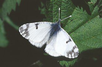 Euchloe ausonia Moths and Butterflies of Europe and North Africa