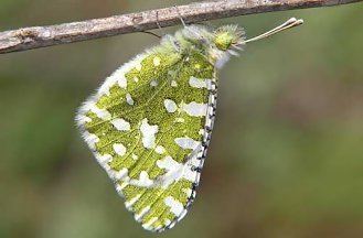 Euchloe crameri Moths and Butterflies of Europe and North Africa
