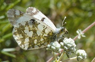 Euchloe crameri Moths and Butterflies of Europe and North Africa