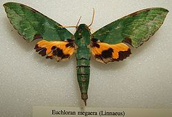 Euchloron megaera httpsuploadwikimediaorgwikipediacommonsthu