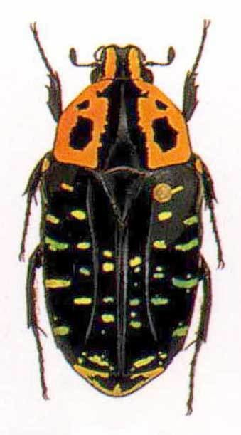 Euchroea Euchroea Scarabaeidae Cetoniinae