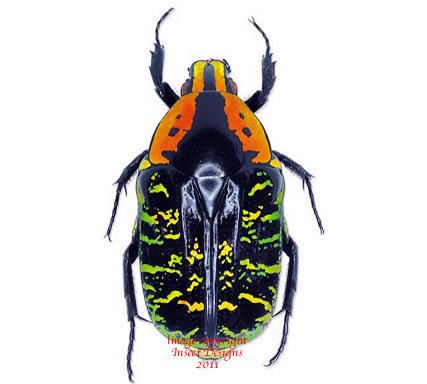 Euchroea Insect Designs Beetles Cetonidae Euchroea clementi riphaeus