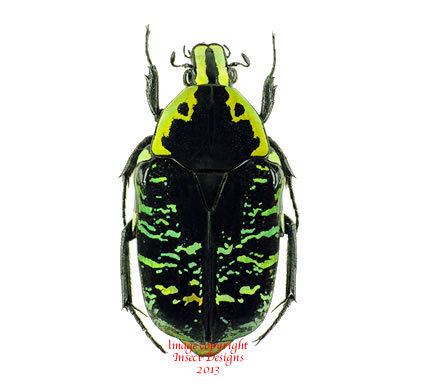 Euchroea Insect Designs Beetles Cetonidae Euchroea coelestis