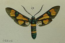 Euchromia horsfieldi httpsuploadwikimediaorgwikipediacommonsthu