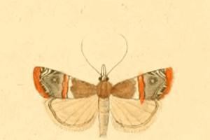 Euchromius ramburiellus