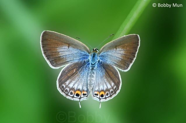 Euchrysops cnejus ButterflyCircle Checklist