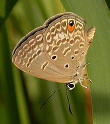 Euchrysops malathana httpsuploadwikimediaorgwikipediacommonsthu