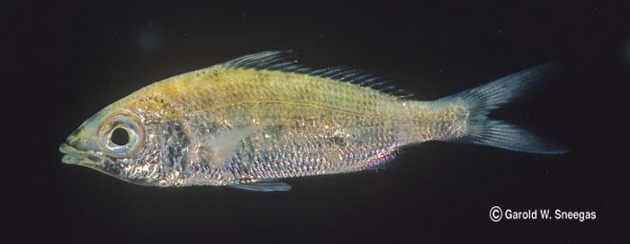 Eucinostomus Fishes of Texas Eucinostomus argenteus