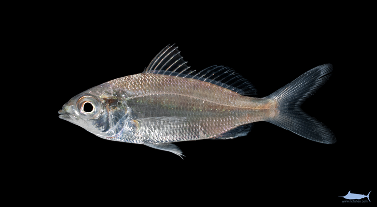 Eucinostomus Eucinostomus argenteus Fishes of North Carolina