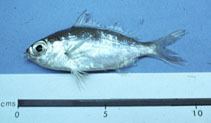 Eucinostomus argenteus wwwfishbasedeimagesthumbnailsjpgtnEuargu1jpg