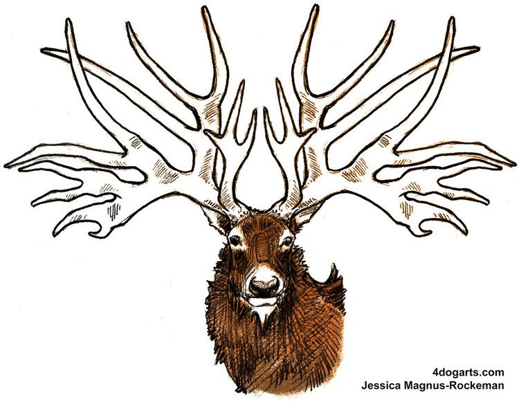 Eucladoceros How To Draw Eucladoceros Dicranios Or Ice Age Deer If You39re A