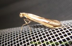 Euclasta (moth)