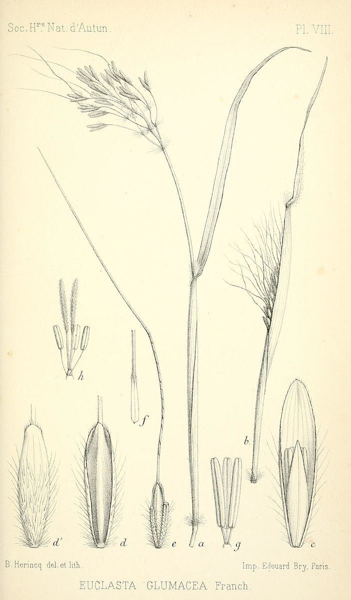 Euclasta (plant)