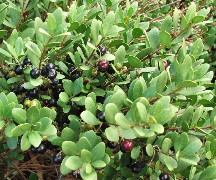 Euclea racemosa FileEuclea racemosa Sea Guarrie Tree berries 1JPG Wikimedia