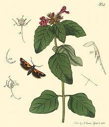 Euclemensia woodiella httpsuploadwikimediaorgwikipediacommonsthu