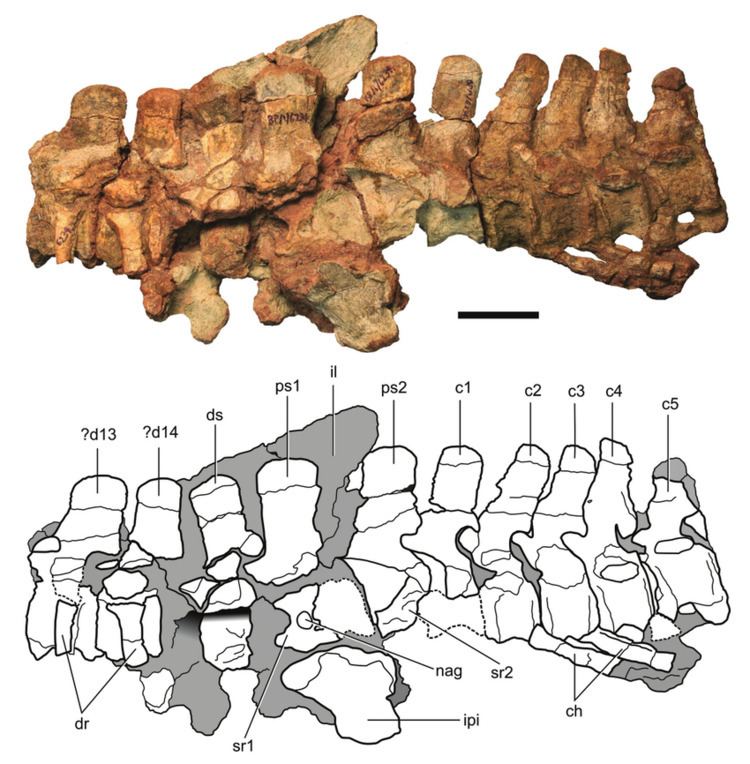 Eucnemesaurus Axial column and pelvic elements of Eucnemesaurus entaxonis