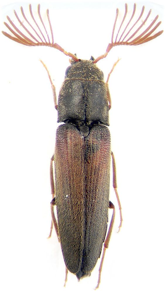 Eucnemidae Isorhipis nigriceps Mnnh Eucnemidae