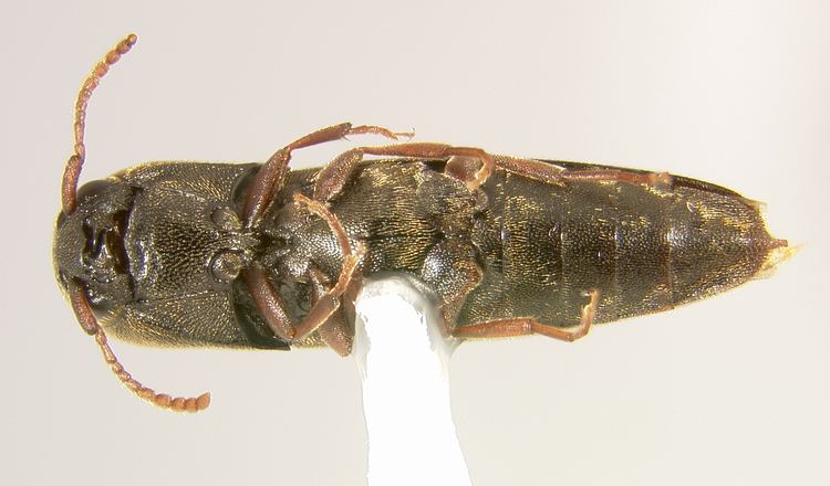 Eucnemidae Nematodes penetrans