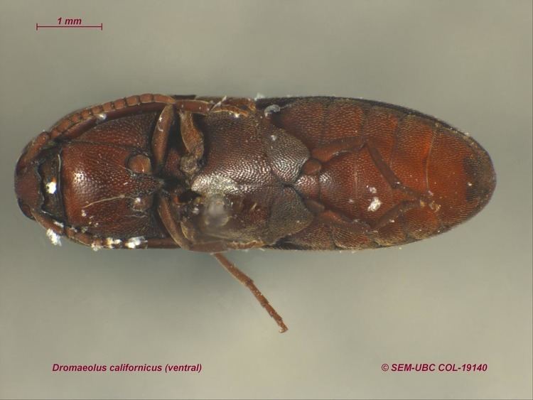 Eucnemidae Eucnemidae