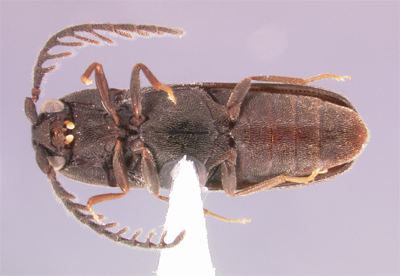 Eucnemidae Microrhagus pectinatus